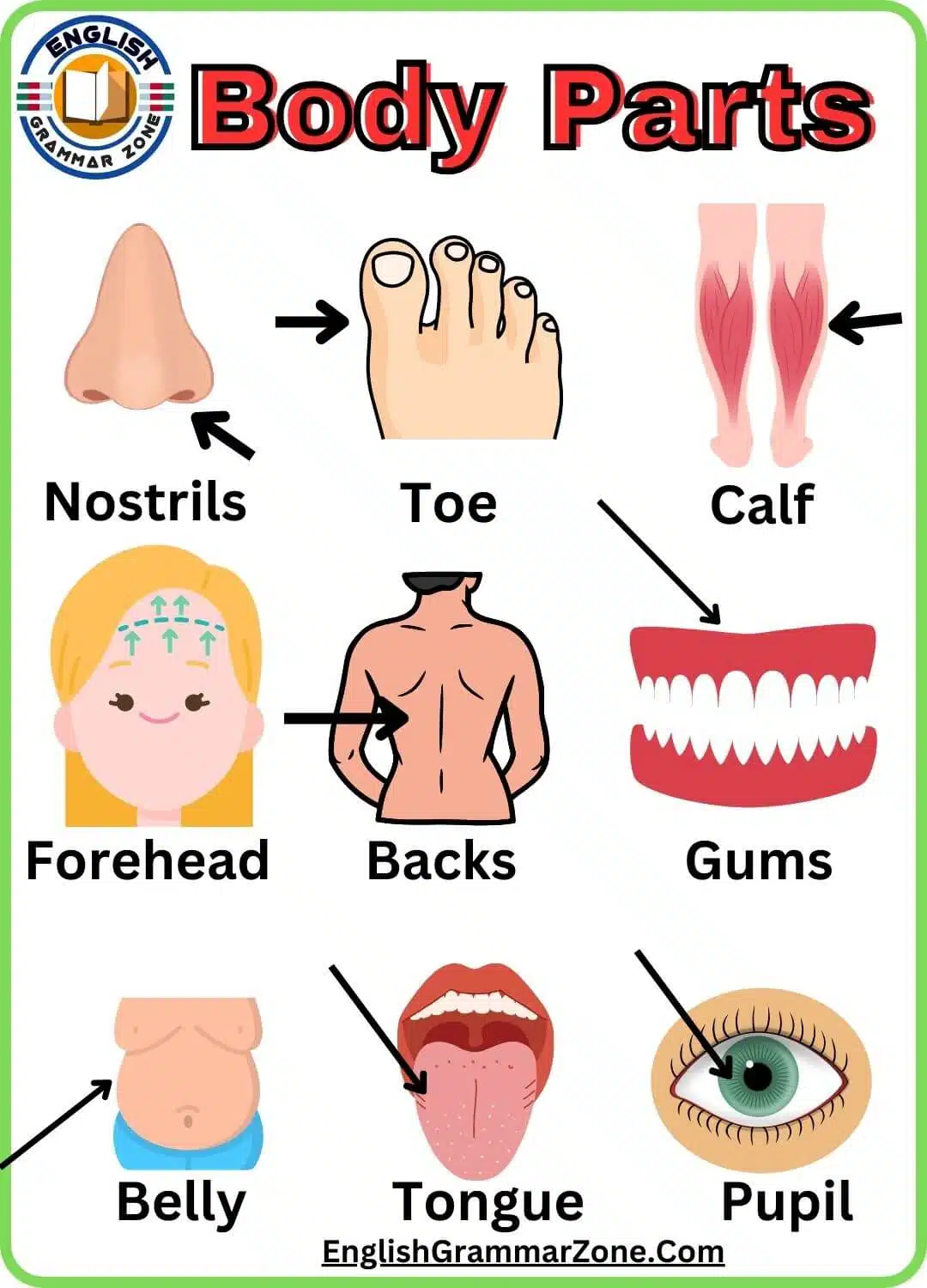 Human Body Parts Name With Picture